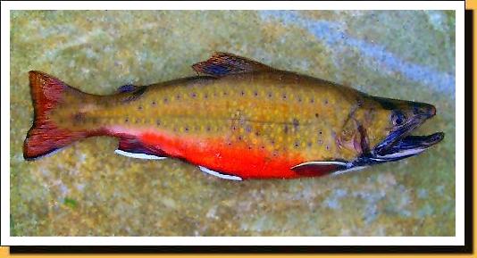 native brook trout